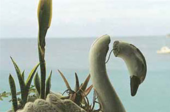 Figura de yeso de un cisne con el cuello roto.