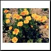 El dedal de oro, flor de la cual toma el nombre nuestra revista, florece abundantemente en nuestro Caj&oacute;n del Maipo.