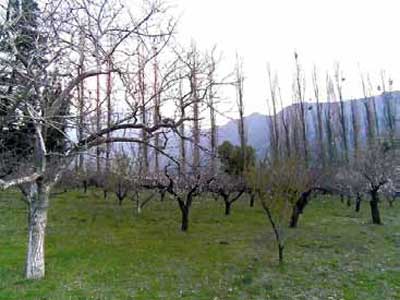 Arboles en la parcela de la Villa.