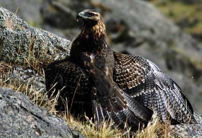 Águila juvenil comiendo (Foto: Eduardo Navarro)