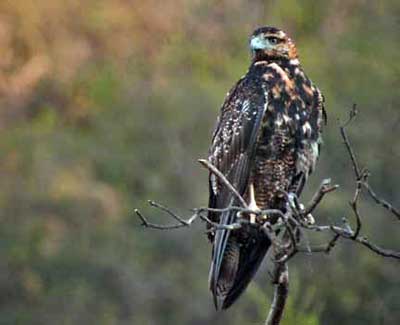 Águila juvenil (Foto: Nualik Burucker)