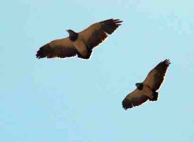 Hembra (izquierda) y macho (derecha) en vuelo (Foto: Pablo Moreno)
