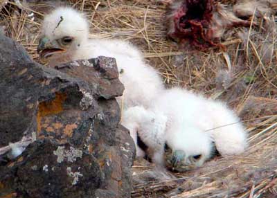 Pichones de águila de unos pocos días de vida (Foto: Pablo Moreno)