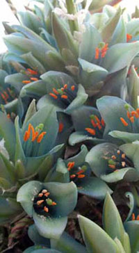 Puya berteroniana, Nombre común: Puya, Chagual, Cardon