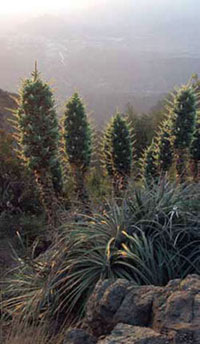 Puya berteroniana, Nombre común: Puya, Chagual, Cardon