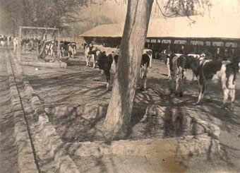 Lechería del Fundo Casas de San José, década del 30