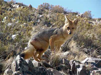 ZORRO CULPEO LISTO PARA HUIR.