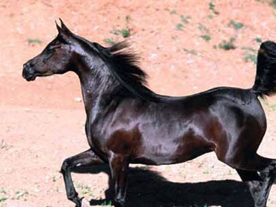 HERMOSO EJEMPLAR DE CABALLO ÁRABE PURA SANGRE.