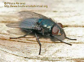 PROTOPHORMIA TERRAENOVAE