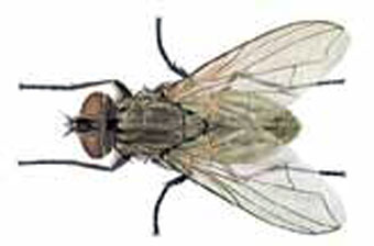 MOSCA DOMÉSTICA
