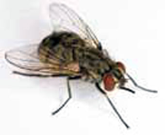 MOSCA DE LOS ESTABLOS