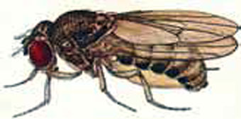DROSOPHILA BIFURCA