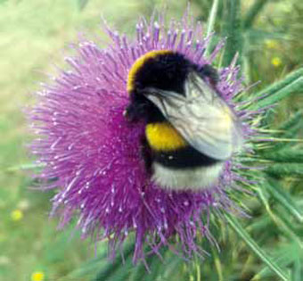 Abejorro negro con amarillo posado sobre una flor de cardo.