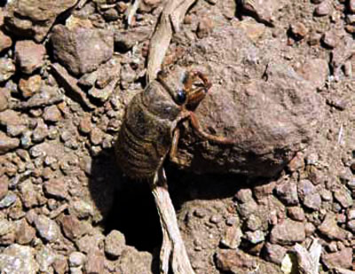 Ninfa emergiendo después de un largo trabajo bajo la tierra.