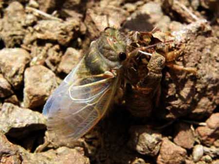 El “Renacer”, la Chicharra saliendo de su estado de ninfa.
