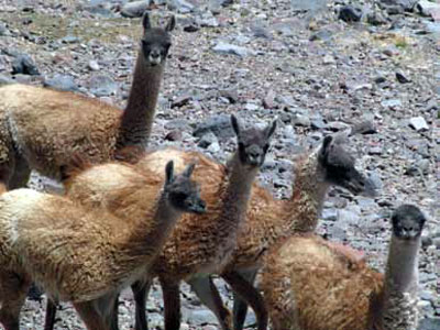 Grupo de guanacos machos juveniles (Foto: Benito A. González).