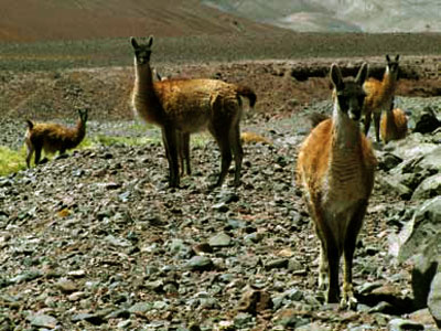 Familia de guanacos en la cordillera de los Andes (Foto: Benito A. González).
