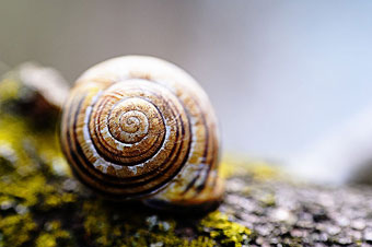 Un_escargot.jpg : kaybee07 : wikimedia.org