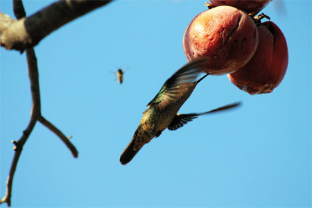 Picaflor libando del caqui.