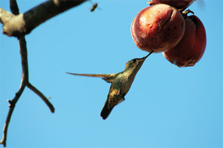 Picaflor libando del caqui.