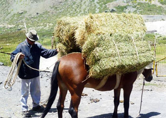 zorro-volador : wikimedia.org