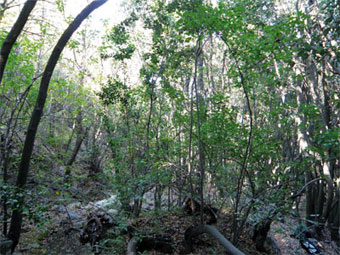 Hábitat del peuquito.