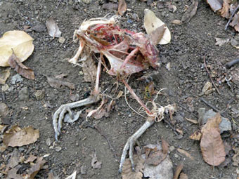 Ave consumida por peuquito y encontrada bajo un nido - El Manzano.
