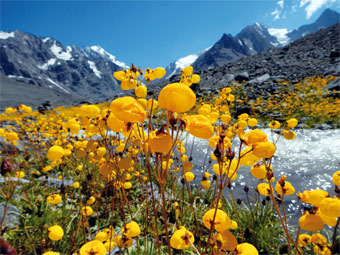 Flores en el Cajón de El Morado.
