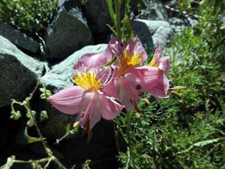 Alstroemeria sp. (lirio de campo)