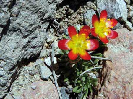 Calandrinia caespitosa (doquilla)
