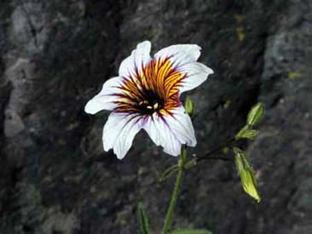Salpiglossis sinuata (palito amargo)