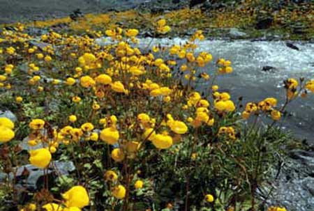 Calceolaria sp. (capachito)