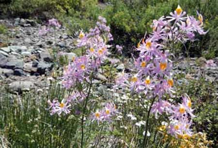 Schizanthus hookeri (mariposita)