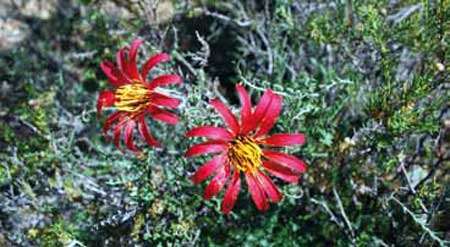 Mutsia sp. (clavel de campo)