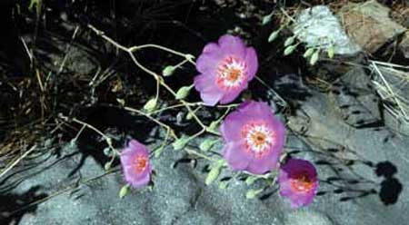 Cristaria inconspicua (malvilla)