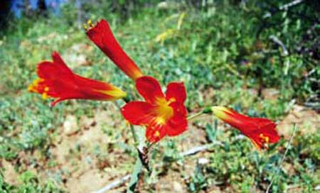Rhodophiala andina (añañuca)