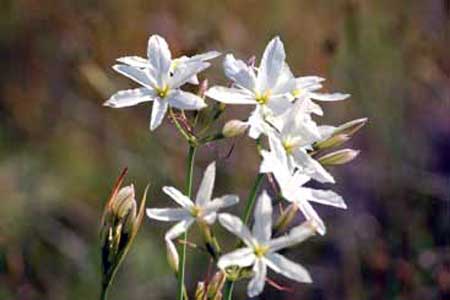 Pasithea caerulea (azulillo)