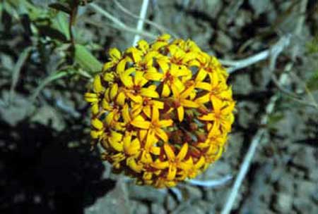 Quinchamalium chilense (quinchamali)