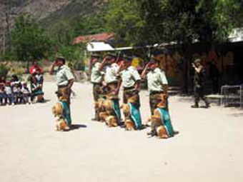 Entretenida muestra de perros amaestrados.
