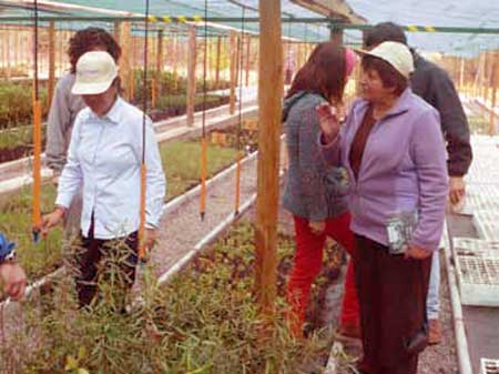 Segundo grupo de la Junta de Vecinos San José Centro visitando el vivero.