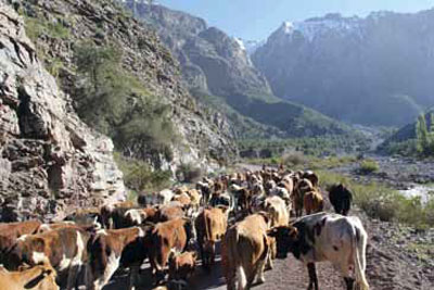 Arreo de ganado bovino.