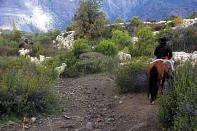 Arreo de ganado ovino.