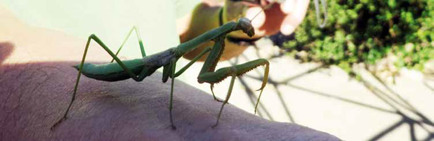 Mantis Religiosa, El Melocotón, Cajón del Maipo.