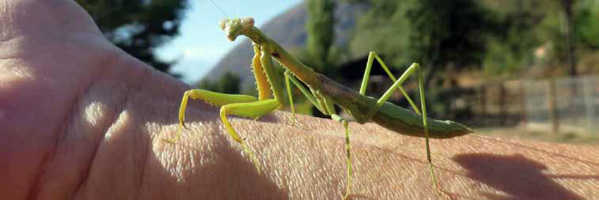 Mantis Religiosa, El Melocotón, Cajón del Maipo.