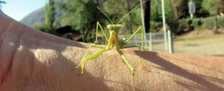 Mantis Religiosa, El Melocotón, Cajón del Maipo.