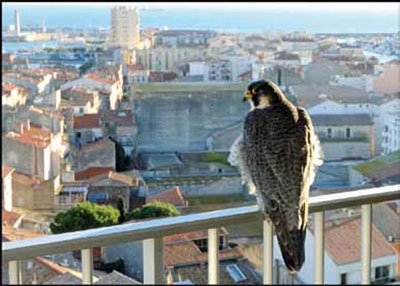 Halcón peregrino en plena ciudad, observando sus presas desde un edificio.