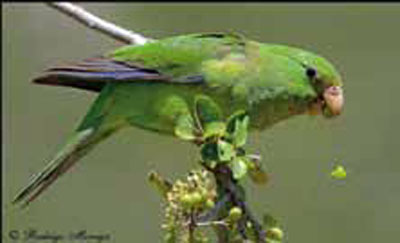 Perico cordillerano (foto de Rodrigo Moraga www.avesdechile.cl).