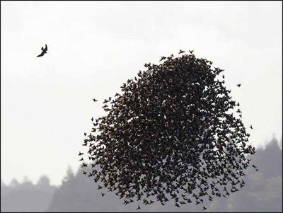 Ataque a un grupo de aves que realiza el llamado ''efecto dilución''.