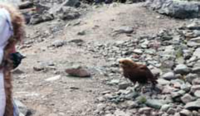 un joven carancho cordillerano...