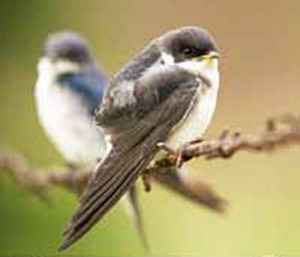 Golondrina chilena perchada en rama con ala extendida.